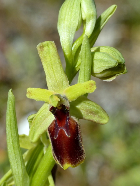 Ophrys precoci nellAbruzzo sud orientale 2022